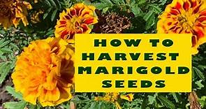 How to collect Marigold seeds
