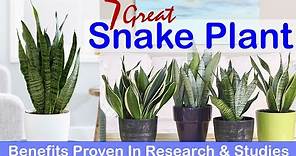 7 Great Snake Plant Benefits Proven In Research & Studies
