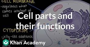 Cell parts and their functions | Cells and organisms | Middle school biology | Khan Academy