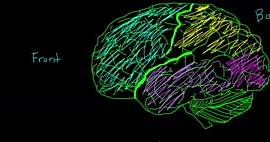 Overview of the functions of the cerebral cortex