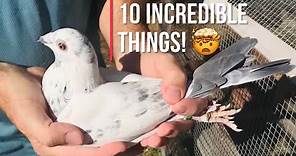 10 incredible things about homing pigeons