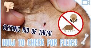 How to Get Rid of Dog Fleas!