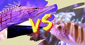 Longnose Hawkfish VS Two Spot Hawkfish! THE BEST Fish For Your Reef Aquarium!