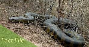 Green Anaconda Fact File - Reptiles & Amphibians