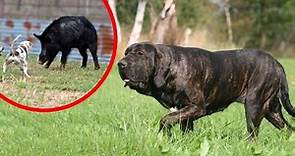 These Are Top 10 Hound Dog Breeds