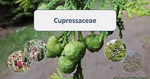 Cupressaceae