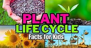 Plant Life Cycle Facts For Kids