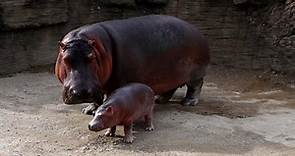 Bebé hipopótamo sensación de zoo de Guadalajara