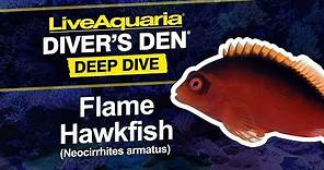 LiveAquaria® Diver’s Den® Deep Dive: Flame Hawkfish (Neocirrhites armatus)