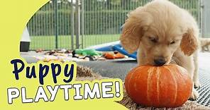 Cute Puppies at Halloween | Guide Dogs Puppy Playtime