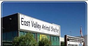 Cats and Dogs at the East Valley Animal Shelter
