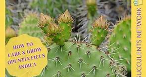 How To Grow & Care For Opuntia Ficus Indica Prickly Pear