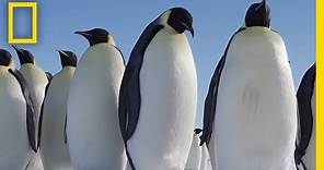 All About the Emperor Penguin | Continent 7: Antarctica