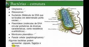 Reino Monera – as bactérias e cianobactérias – características