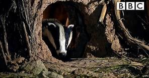 Peek into the amazing secret life of badgers w/ wildlife artist - BBC