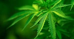 L'erba Proibita - Il documentario sulla storia della Cannabis