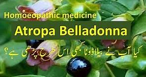 Homeopathic lecture on Atropa Belladonna: Inflammation Treatment