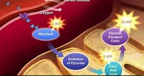 Oxidative Metabolism