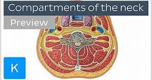 Compartments of the neck (preview) - Human Anatomy | Kenhub