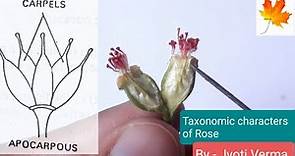 Family Rosaceae | Dissection of Rose flower