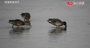 消失30年 雁鴨重回高雄澄清湖棲息、覓食（高雄鳥會提供） - 自由電子報影音頻道