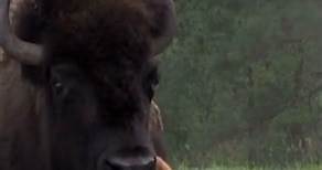 curiosidades del bisonte