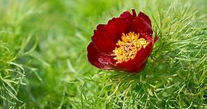 Fernleaf Peony Adds Unexpected Color and Texture to Your Garden