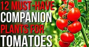 12 Companion Plants For Tomatoes! | What To Plant With Tomatoes