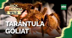 Tarántula Goliat - Jack Hoopia Wild