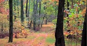 Mt Pleasant Tennessee 200+ acre farm for sale. Tennessee scenery