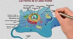 Las Partes de la Célula Animal | Núcleo, Citoplasma, Membrana