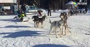 这才是雪橇犬的正确打开方式，阿拉斯加萨摩耶哈士奇拉雪橇！
