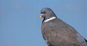 Wood Pigeons: Behaviours, Calls, and Fascinating Facts - A Visual Guide