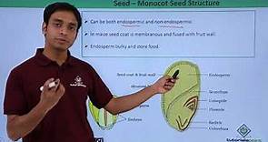 Class 11th – Seed – Monocot Seed Structure | Morphology of Flowering Plants | Tutorials Point