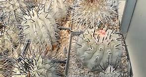 Coltivare cactus: il genere Copiapoa