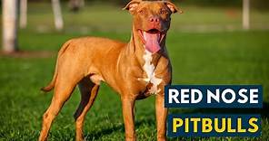 Red Nose Pitbull: Everything You Should Know About A Red Nose Pittie!