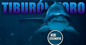 Tiburón toro - Tiburón sarda (mini documental)