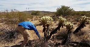 Jumping cactus Arizona Cholla