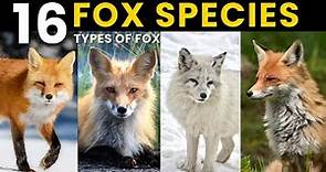 All Species of Foxes | 16 Foxes You Won’t Believe Actually Exist