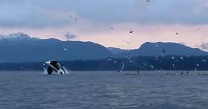 Discover Vancouver Island BC, Breathtaking Tourism video