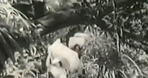 Tarzán, furia salvaje 1952