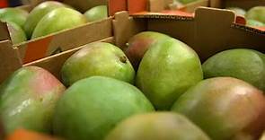 La mangue, les secrets du fruit exotique le plus consommé au monde