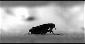 Mystery of how fleas jump resolved