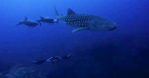 Scuba Diving The Revillagigedo Islands (Socorro) in Mexico, December - Quino El Guardian