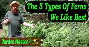 5 Types Of Fern Plants You Must Know!