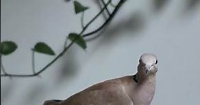 2 Super friendly Wild Ringneck Doves available for sale!