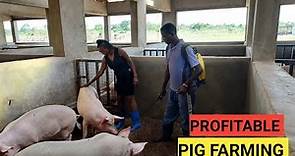 How To SUCCEED In PIG Farming Business As A BEGINNER! ( DETAILED )