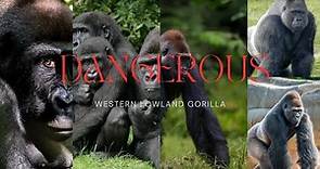 Guardians of the Jungle: Western Lowland Gorillas Unveiled