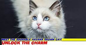Meet the Adorable Havana Brown Cat!