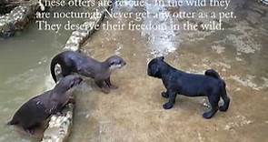The otters meet the Pug puppy dog. WHAT THE HECK are YOU? #otters